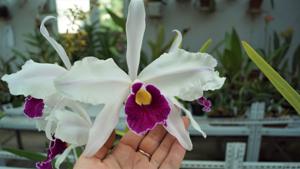 Cattleya Callistoglossa