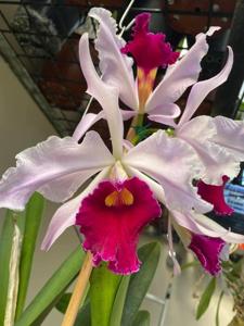 Cattleya Callistoglossa