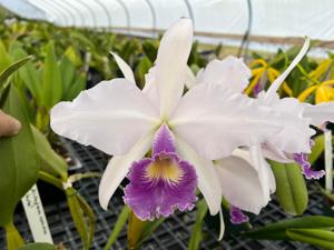 Cattleya Callistoglossa