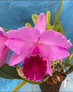 Cattleya Carl Bornshine