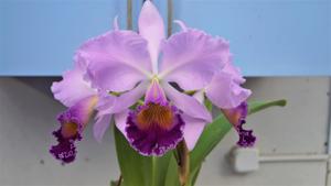 Cattleya Dinard