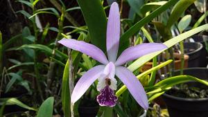 Cattleya Fredna