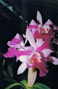 Cattleya Galaxy