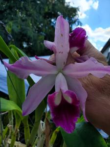 Cattleya Interbrosa