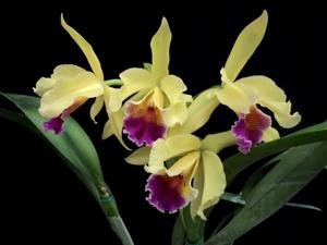 Cattleya Ophir