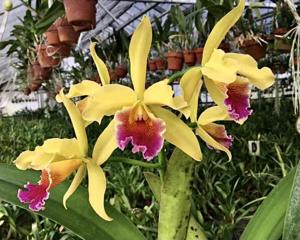 Cattleya Ophir