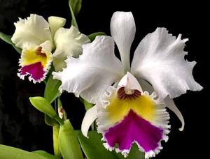 Cattleya Patricia Nixon