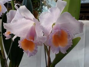 Cattleya Schroderae