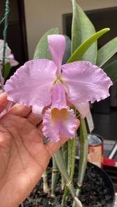 Cattleya Schroderae