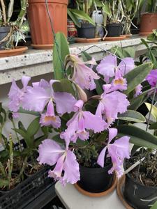 Cattleya Schroderae