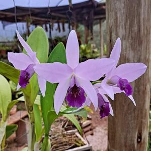 Laelianthe Wrigleyi