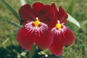 Miltoniopsis Rouge