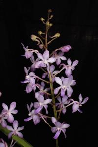 Vandachostylis Lou Sneary