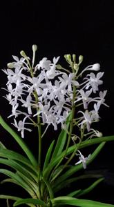 Vandachostylis Lou Sneary