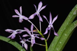 Vandachostylis Lou Sneary