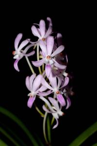 Vandachostylis Lou Sneary