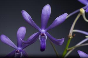 Vandachostylis Lou Sneary