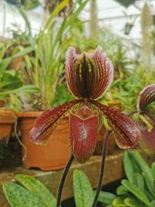 Paphiopedilum Alain Gerbault