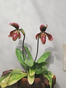 Paphiopedilum Alain Gerbault