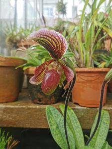 Paphiopedilum Alain Gerbault