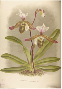 Paphiopedilum Dallemagnei