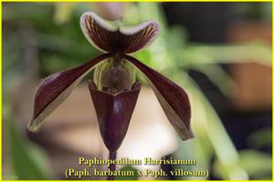 Paphiopedilum Harrisianum