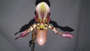 Paphiopedilum Rodney Wilcox Jones