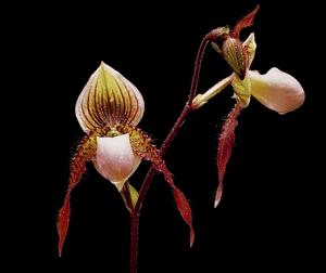 Paphiopedilum Shireen