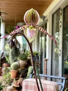 Paphiopedilum Shireen