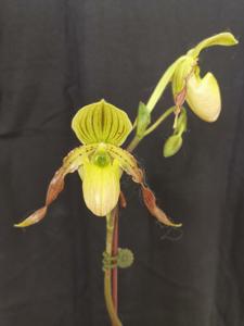 Paphiopedilum Shireen