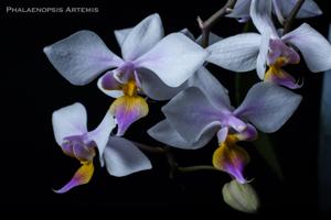 Phalaenopsis Artemis