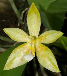 Phalaenopsis Corlani