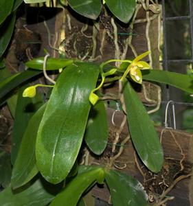 Phalaenopsis Corlani