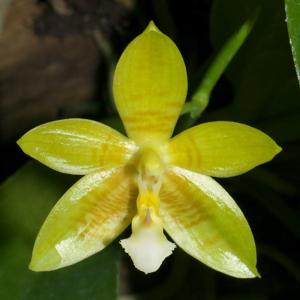 Phalaenopsis Corlani