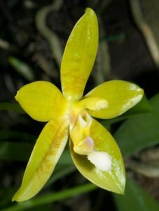 Phalaenopsis Corlani