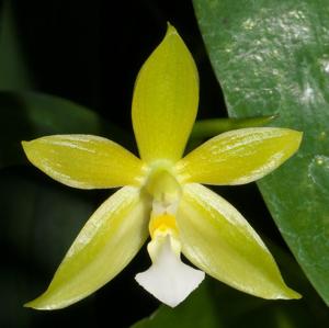 Phalaenopsis Corlani