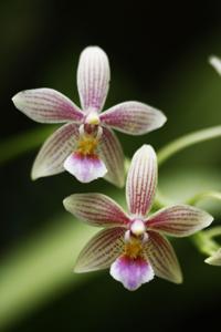 Phalaenopsis Cornustris