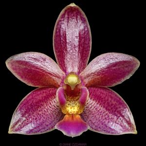 Phalaenopsis Cornustris