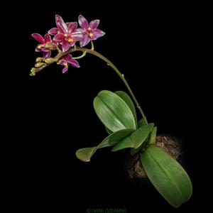 Phalaenopsis Cornustris