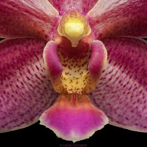 Phalaenopsis Cornustris