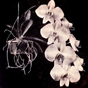 Phalaenopsis Elisabethae