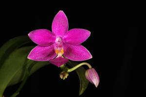 Phalaenopsis Equalacea