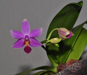 Phalaenopsis Equalacea