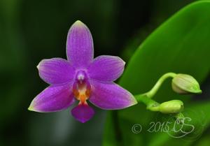 Phalaenopsis Equalacea