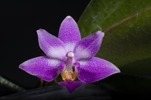 Phalaenopsis Equalacea