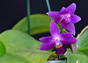 Phalaenopsis Equalacea