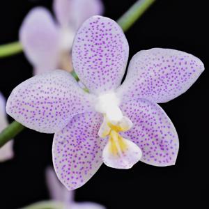 Phalaenopsis Janet Ragan