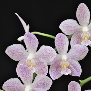 Phalaenopsis Janet Ragan