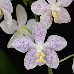 Phalaenopsis Janet Ragan