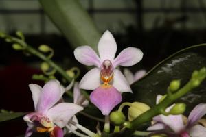 Phalaenopsis Partris